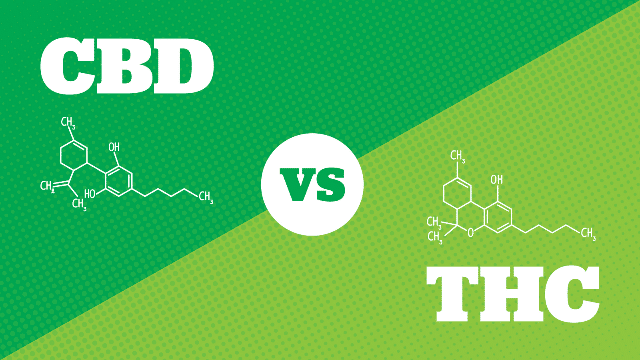 cbd vs thc what are the main differences 297486