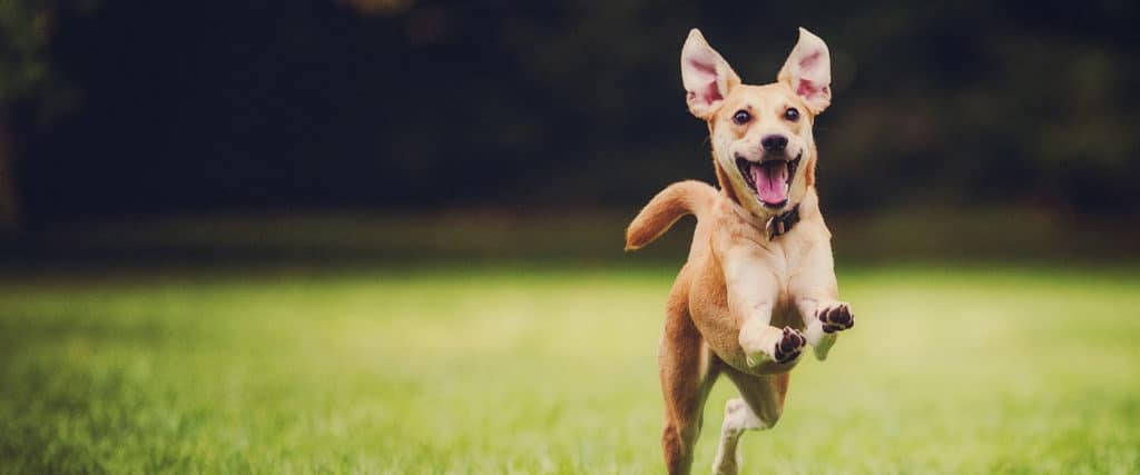 cbd for pet