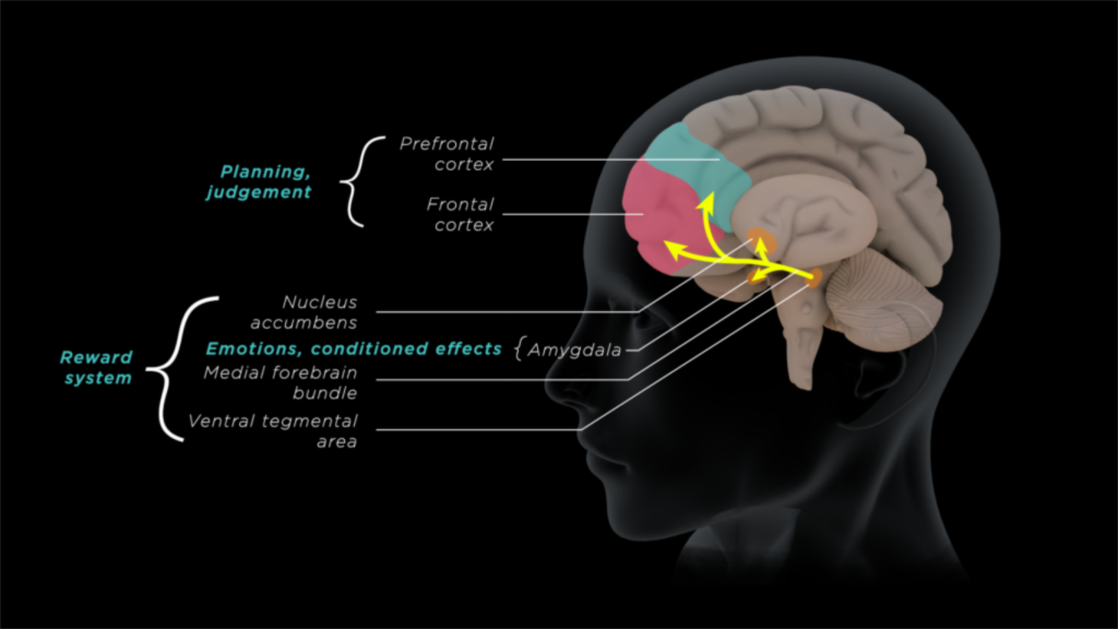 THC effects on brain